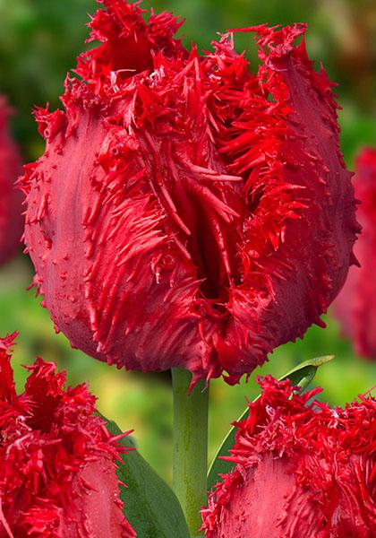El tulipán de Barbados. rompecabezas en línea