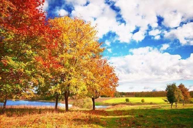 Есенни дървета. есенни листа. онлайн пъзел