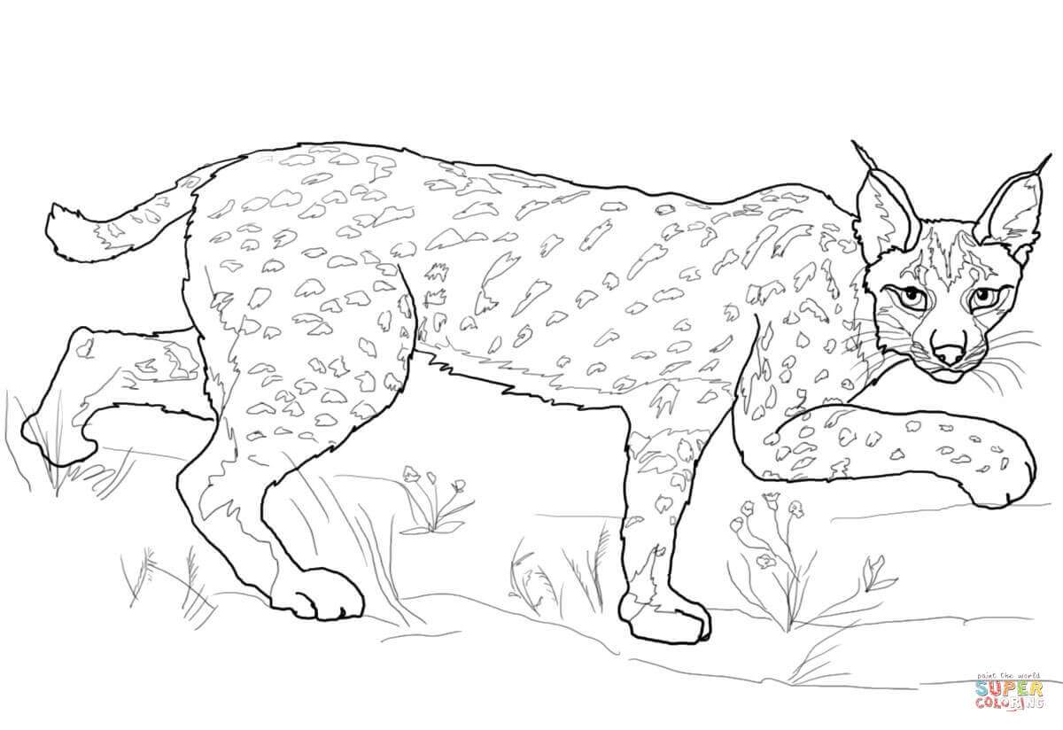 Lynx vagy sertéshús online puzzle