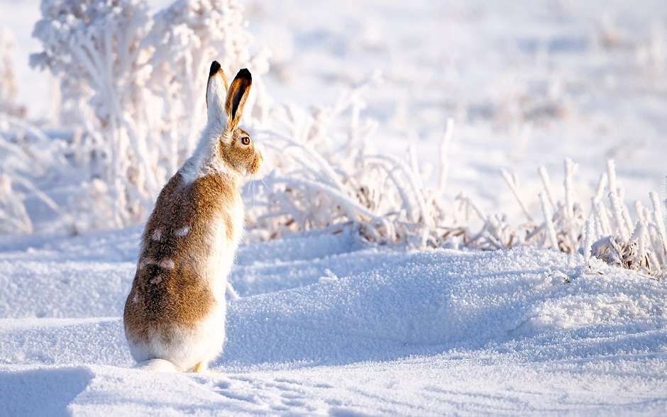 Zajíc v zimní krajině. skládačky online