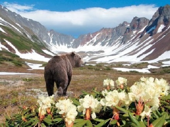 Bear in Kamchatka. jigsaw puzzle online