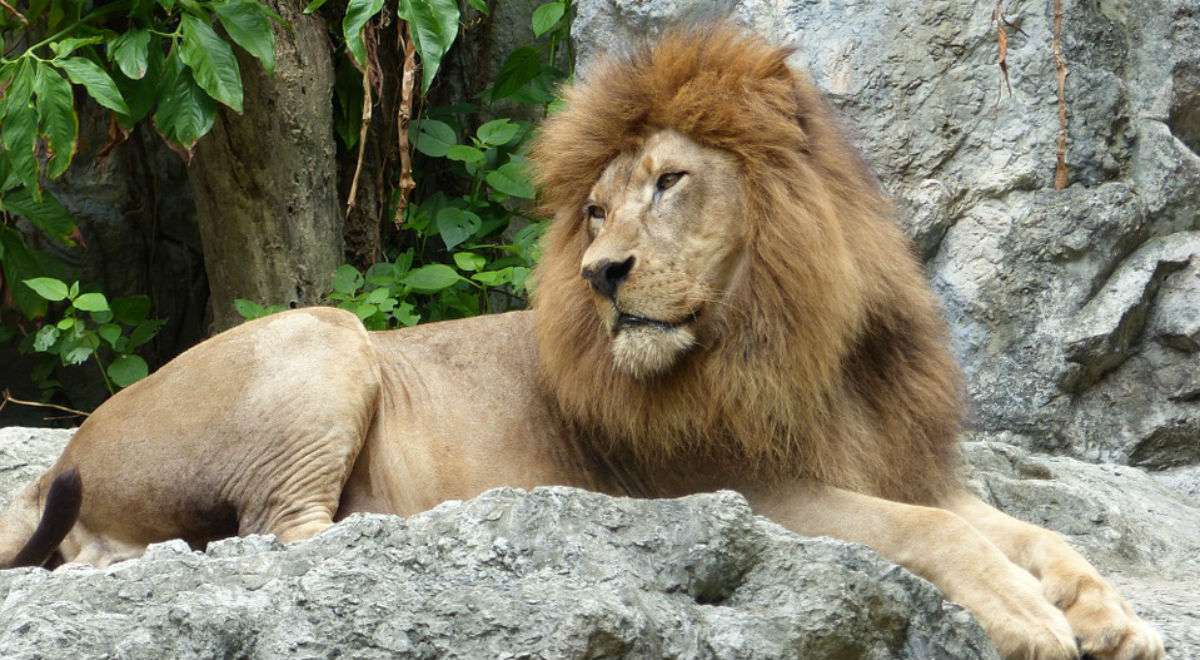 Leão leão leão quebra-cabeças online