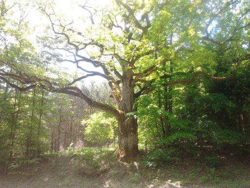 stejar din pădurea Tuchola jigsaw puzzle online