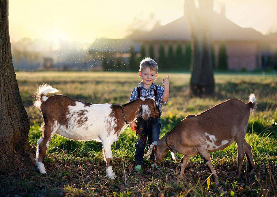 2頭のヤギと小さな男の子。 ジグソーパズルオンライン