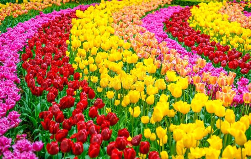 színes tulipánok kirakós online