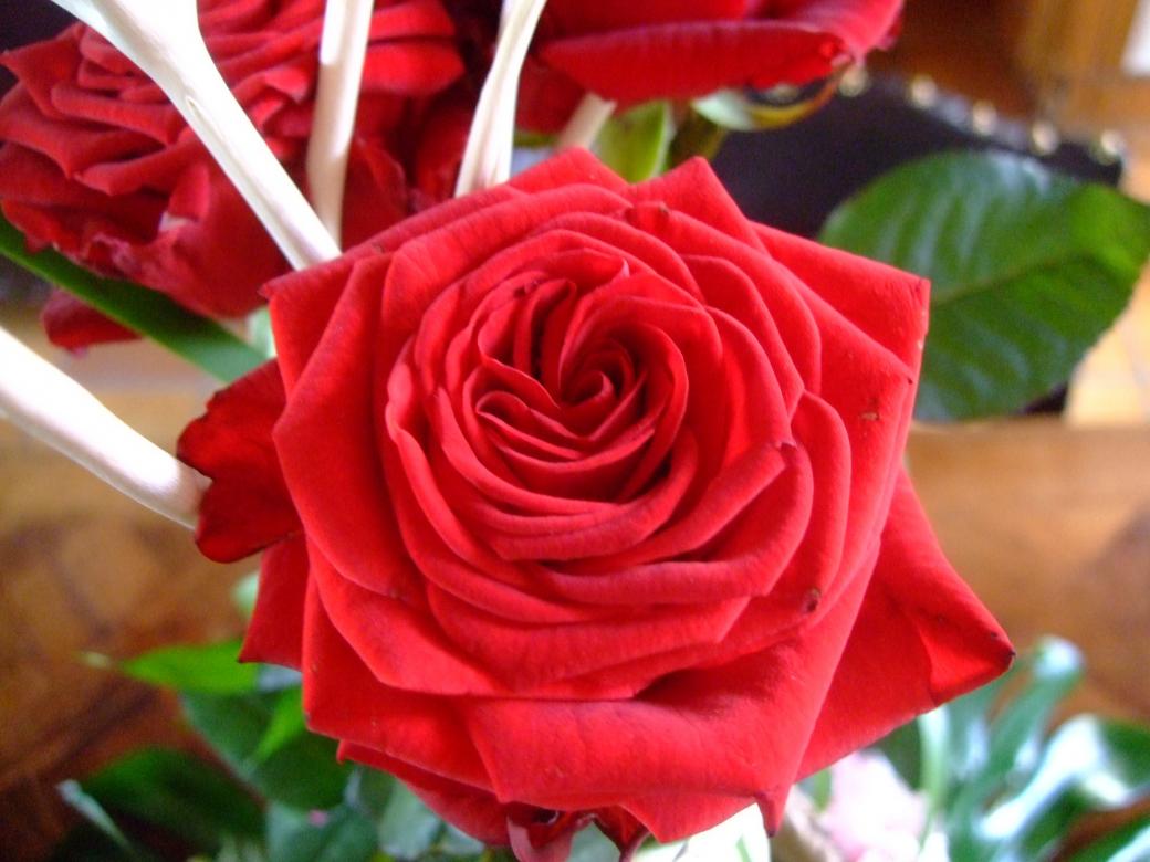 rosor rosor sjöng pussel på nätet