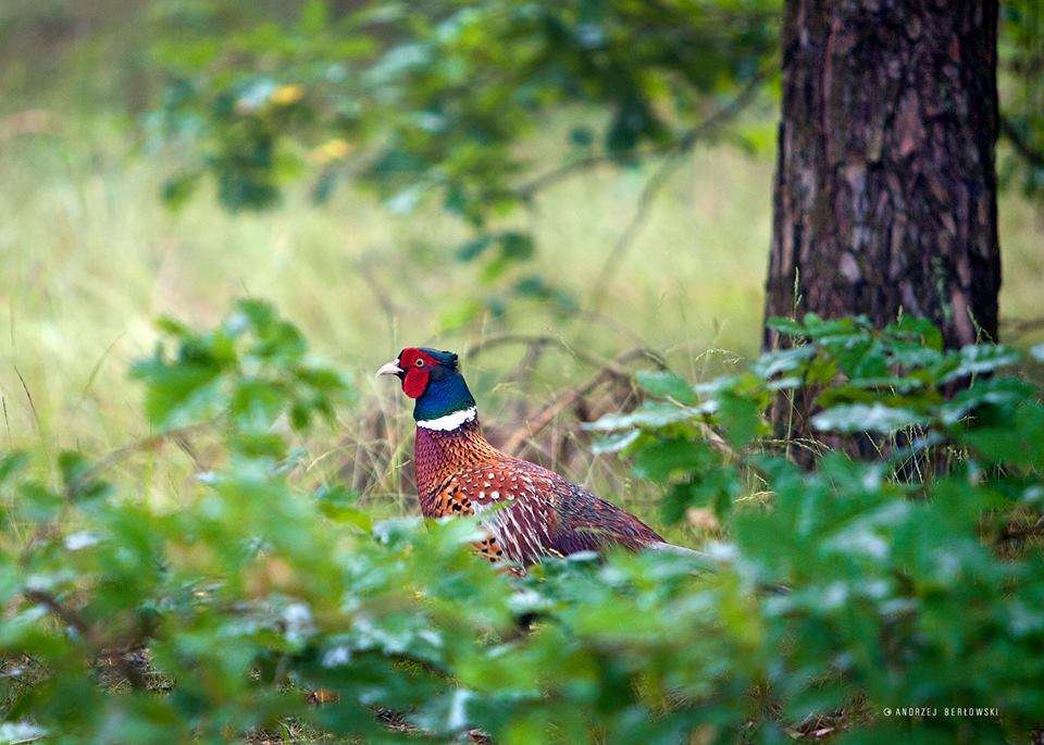 Colorful pheasant online puzzle