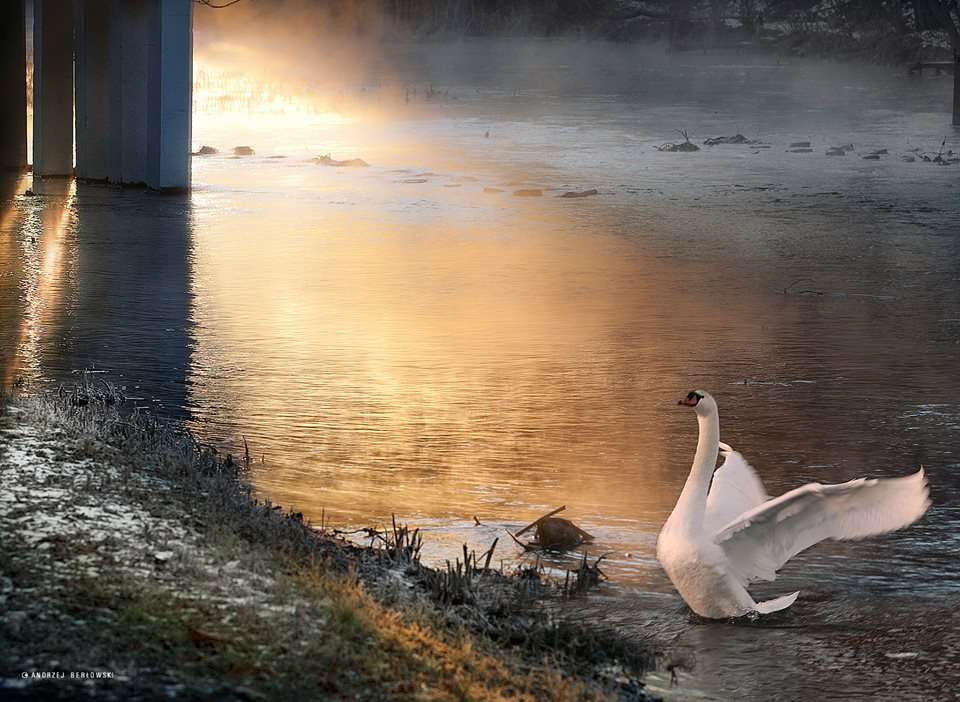 Лебед на езерото онлайн пъзел