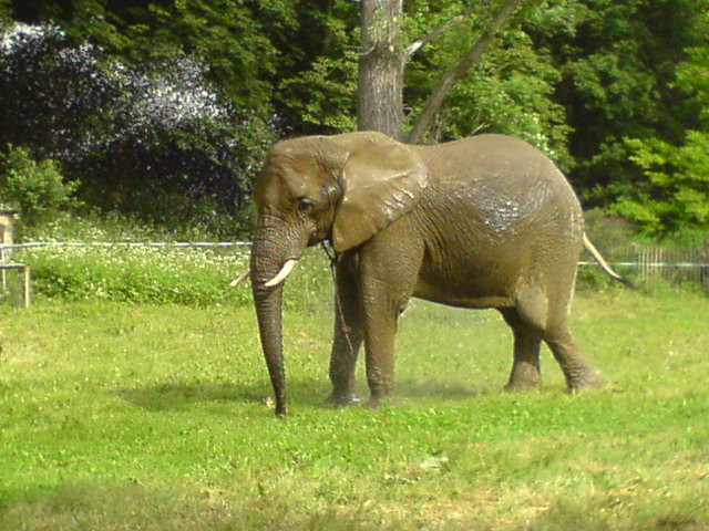 слон онлайн пазл