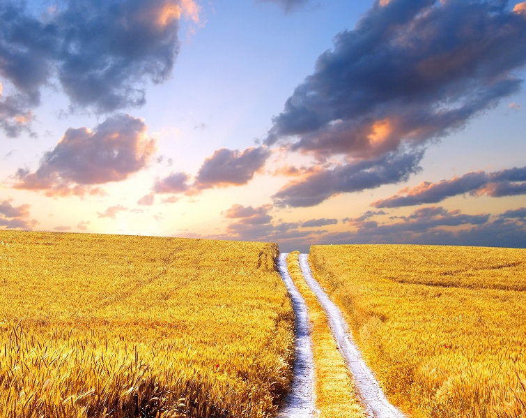 Road through the fields. jigsaw puzzle online