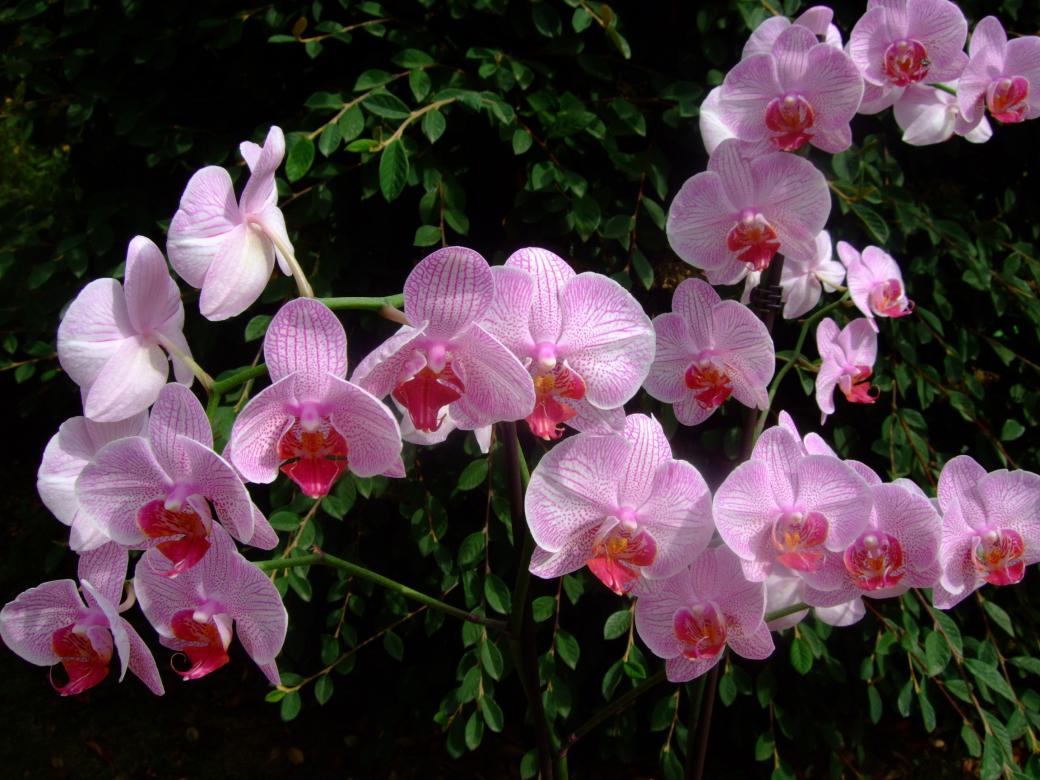orchidée rose puzzle en ligne
