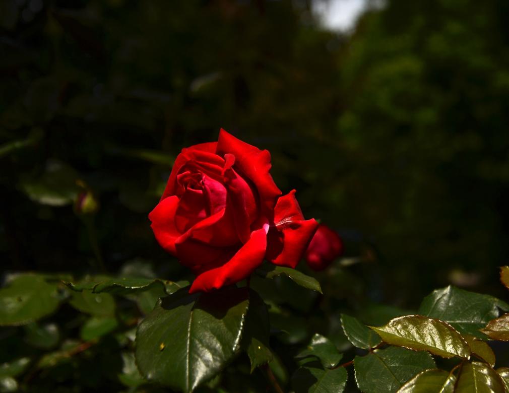 růže du rhin online puzzle