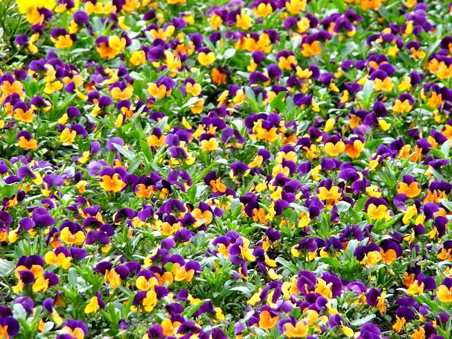 Violettes dans le jardin. puzzle en ligne