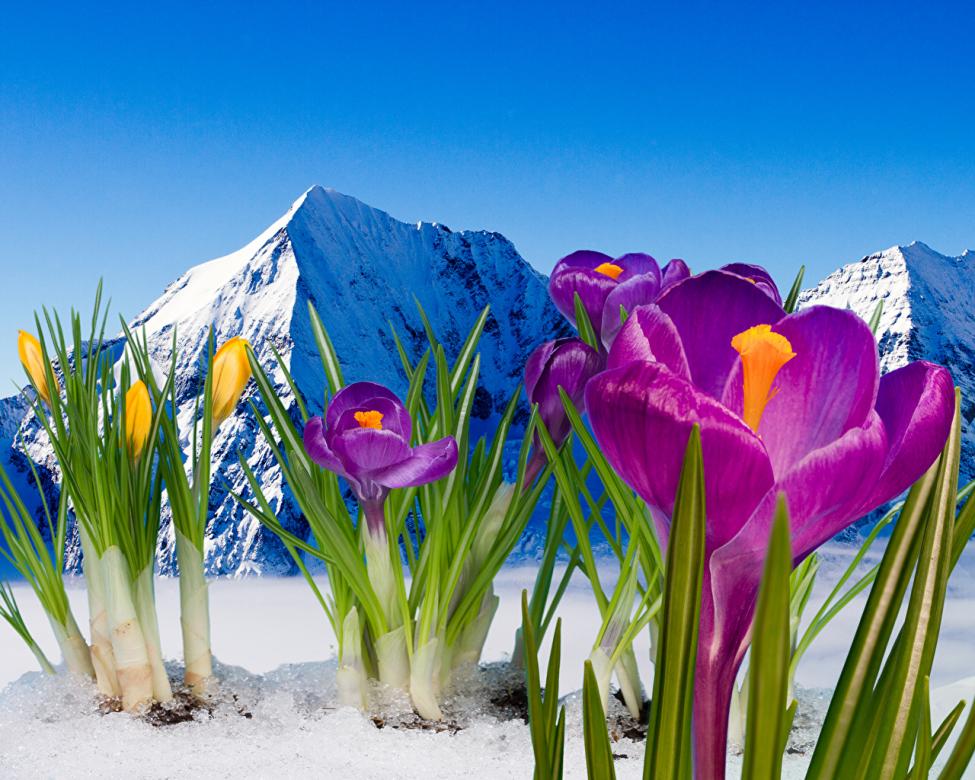 Crocuses on the background of jigsaw puzzle online