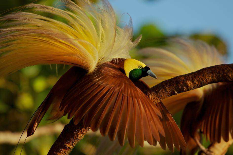 рагианова райска птица онлайн пъзел