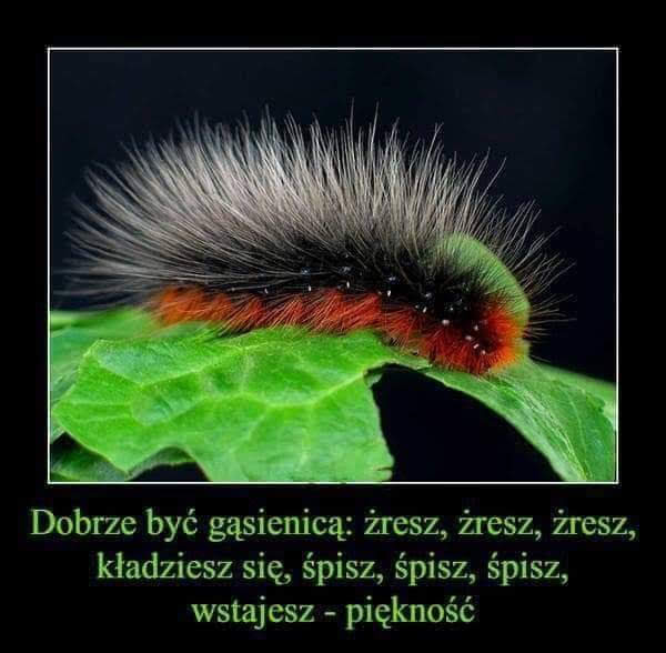 caterpillar online puzzle