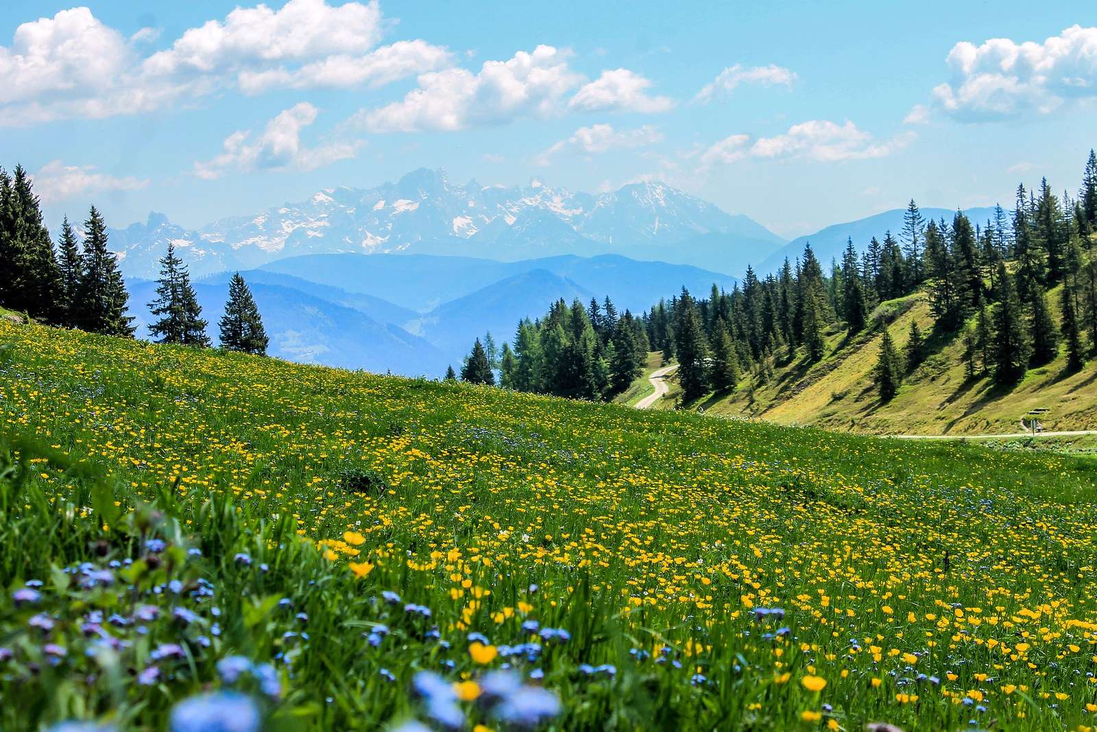 Beautiful mountain meadow online puzzle