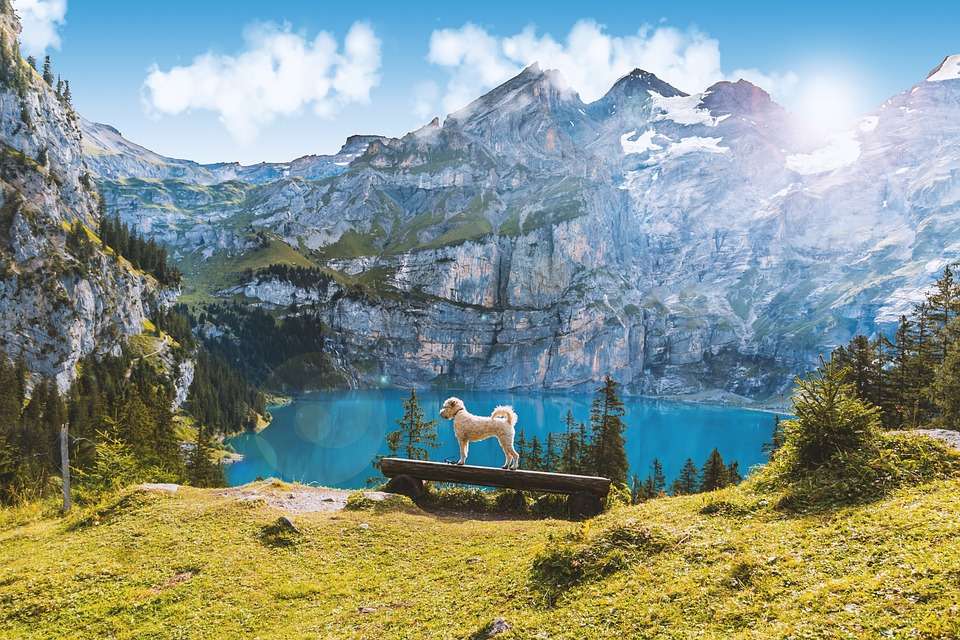 犬と一緒に絵のように美しい風景。 オンラインパズル