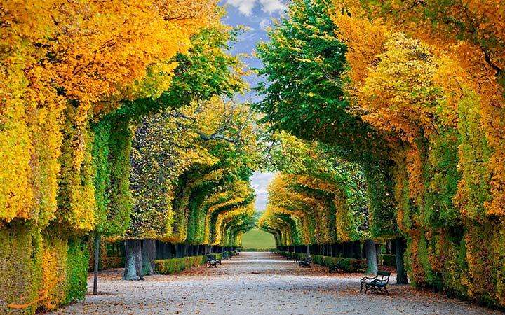 Осіння алея. осінні листки. пазл онлайн