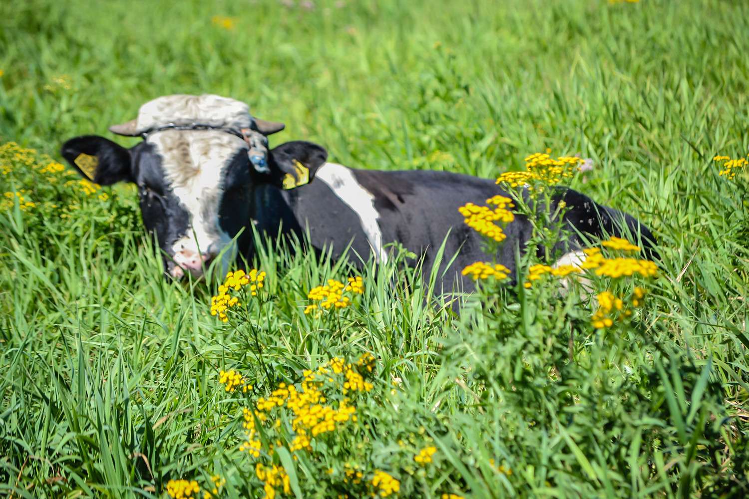 kráva na trávě online puzzle