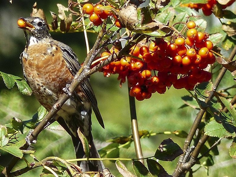 Bird on the branch. online puzzle