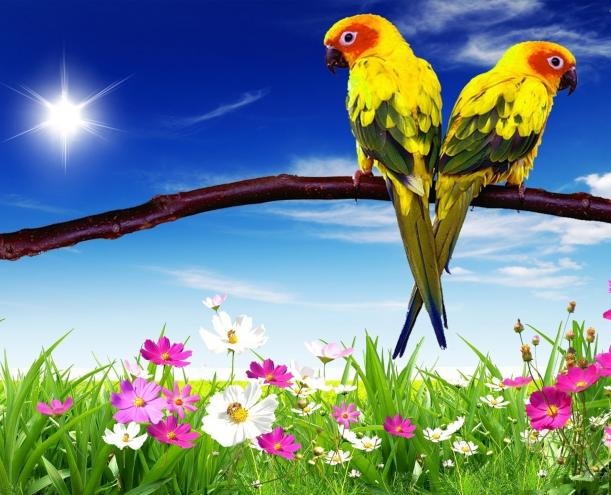 Kleurrijke papegaaien. online puzzel