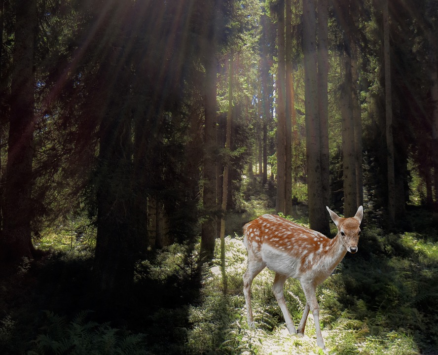 Micul Bambi în pădure jigsaw puzzle online