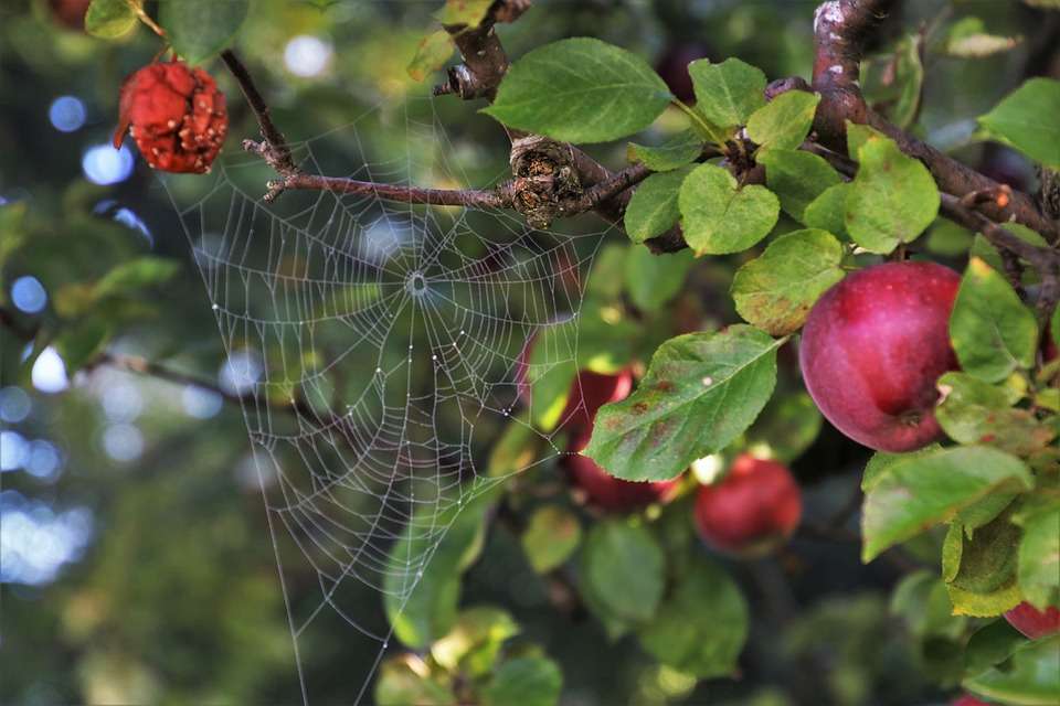 Äpfel und Spinnennetz. Online-Puzzle