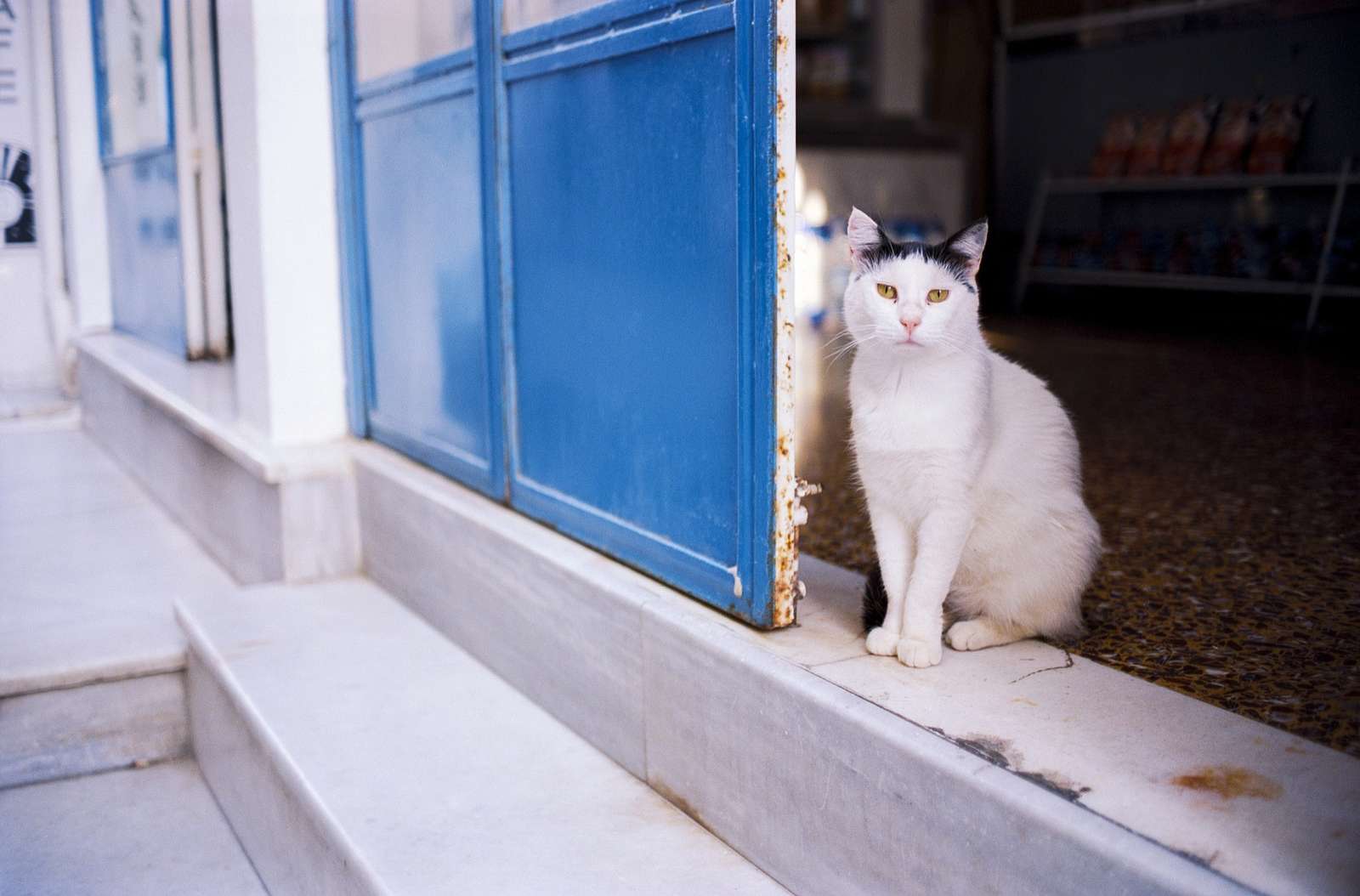 Улична котка онлайн пъзел
