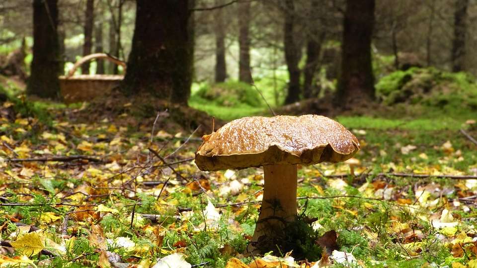 Stor svamp i skogen. pussel på nätet