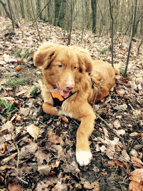 Toller Retriever on a walk online puzzle