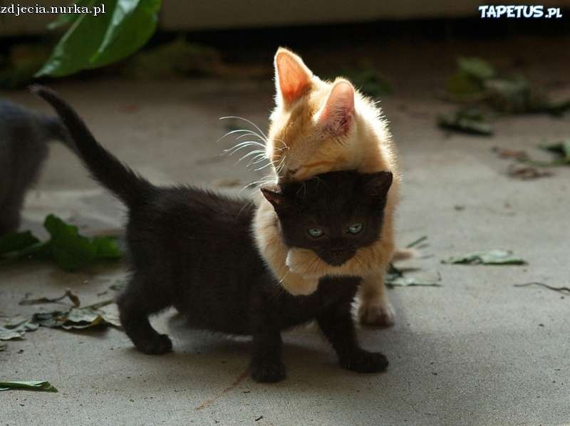 Ett par katter i kärlek pussel på nätet