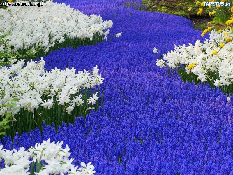 Um lindo tapete de flores puzzle online
