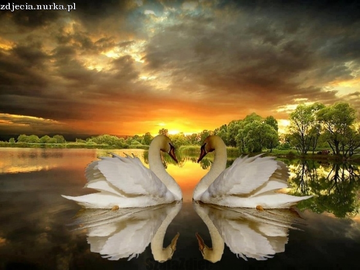 A pair of swans online puzzle