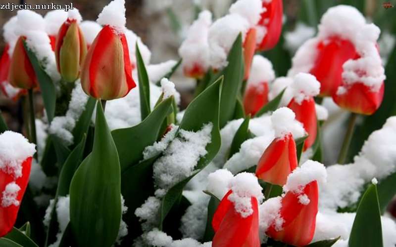 Tulipánok a hóban online puzzle