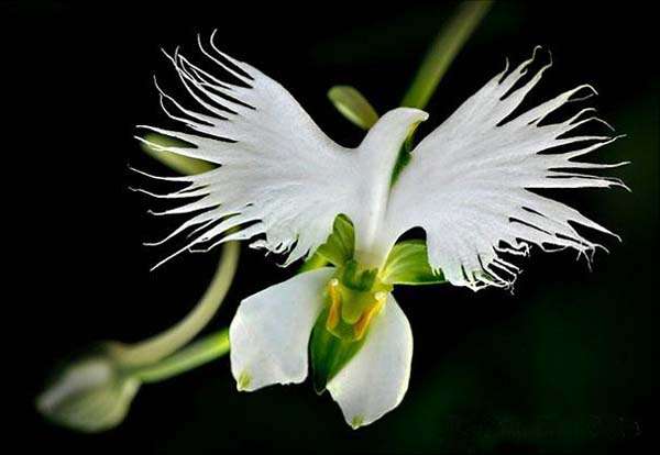 Orchidea come un airone bianco puzzle online