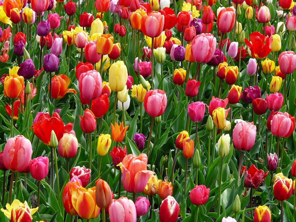 Todo un campo de tulipanes. rompecabezas en línea