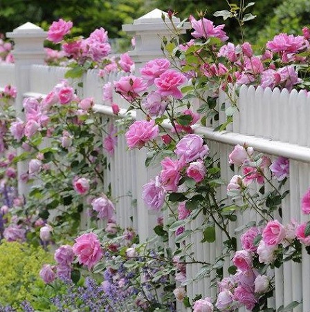 Un jardín con rosas. rompecabezas en línea