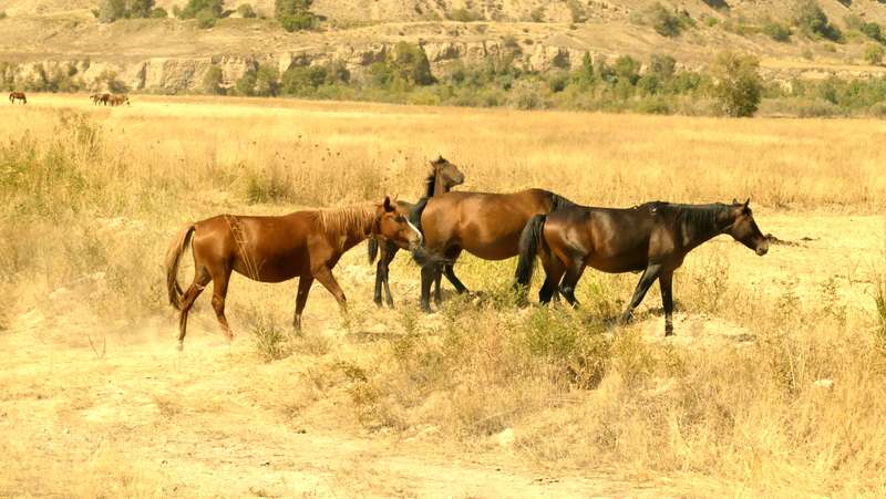 Hästar på den kirgiska stappen pussel på nätet