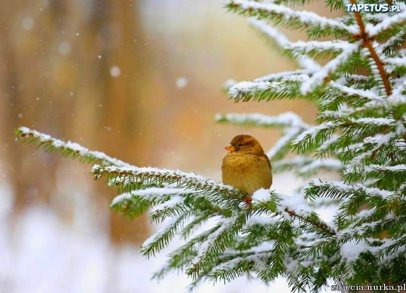 Winter vogel online puzzel