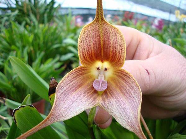 Orquídea como la cara de un mo rompecabezas en línea