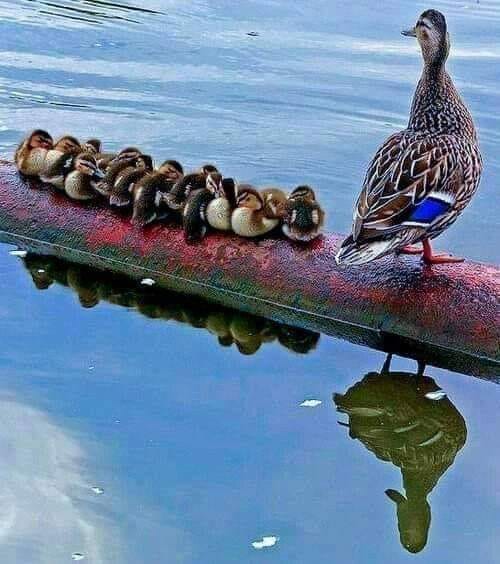 Duck familie. online puzzel