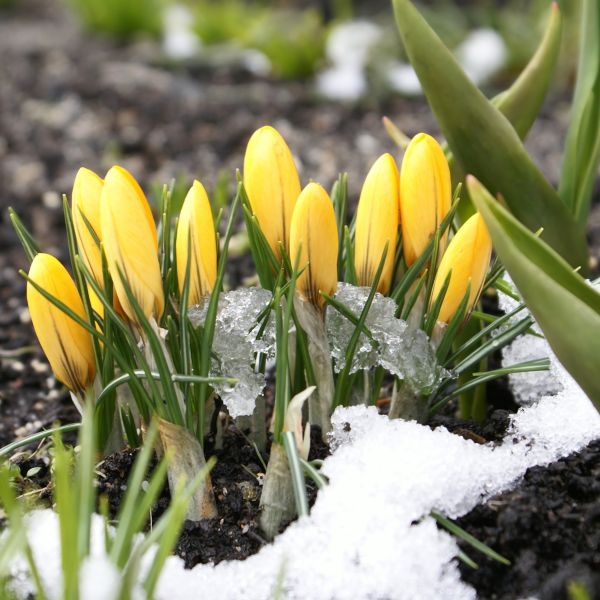 Crocuses in the snow jigsaw puzzle online
