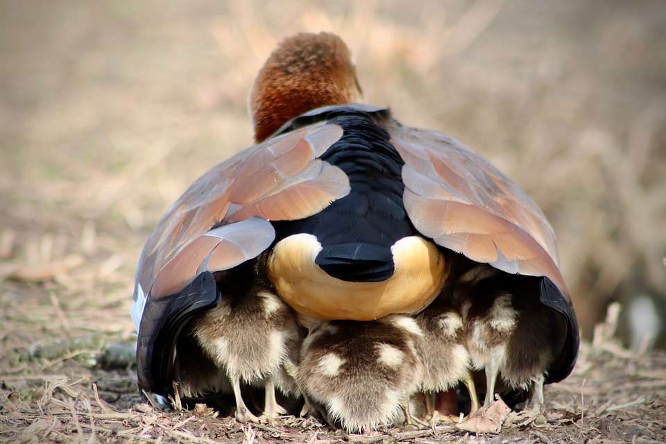 A wild goose with babies. online puzzle