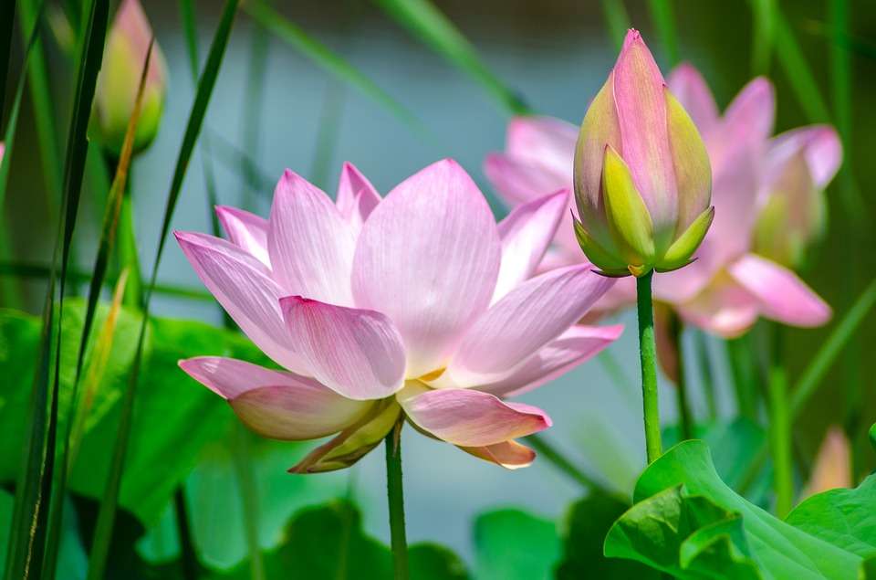 Water lilies. jigsaw puzzle online