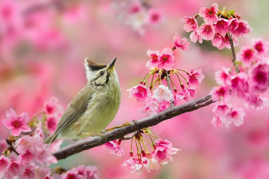 Uccello di primavera puzzle online