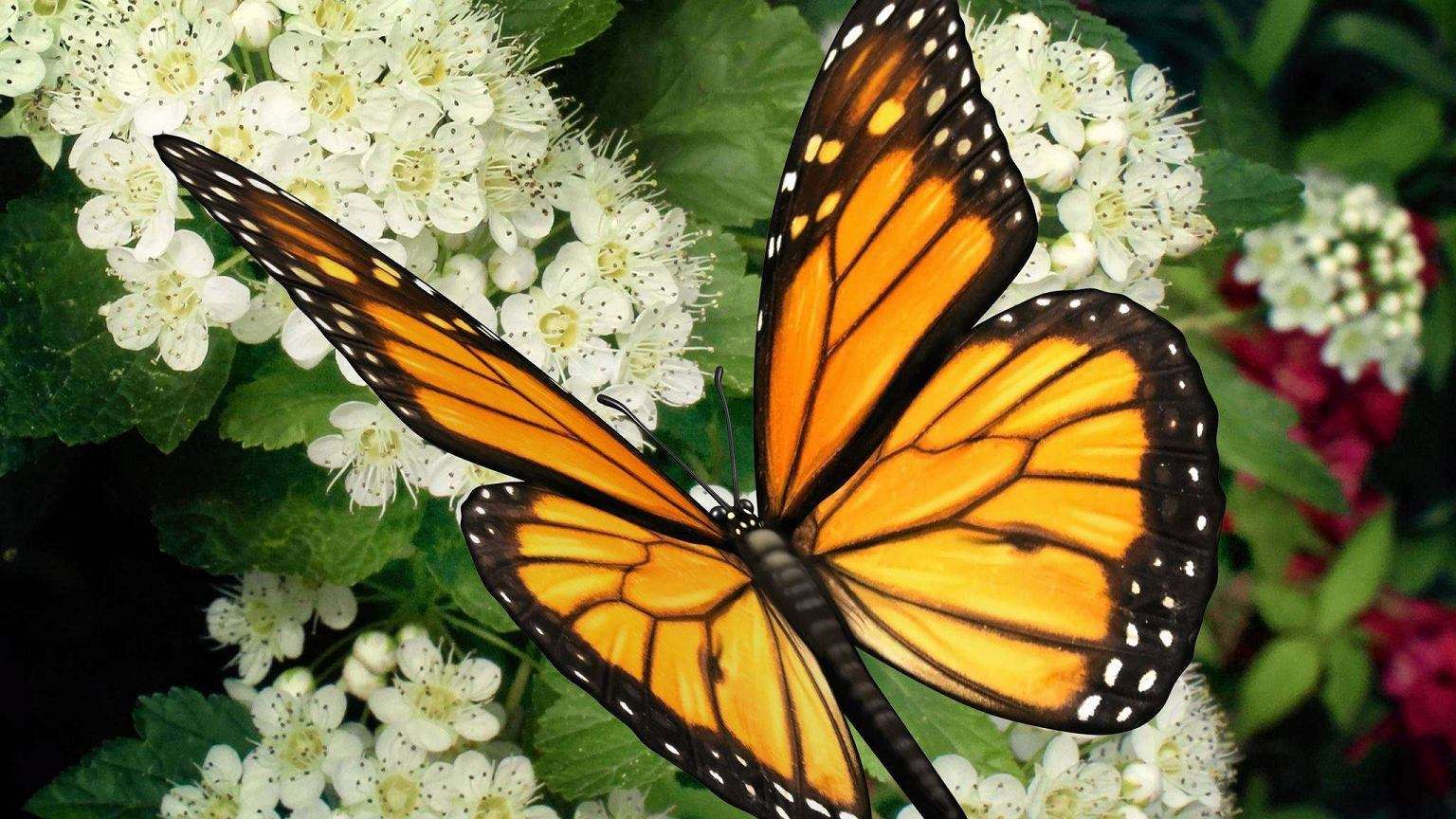 Πολύχρωμο πεταλούδα παζλ online