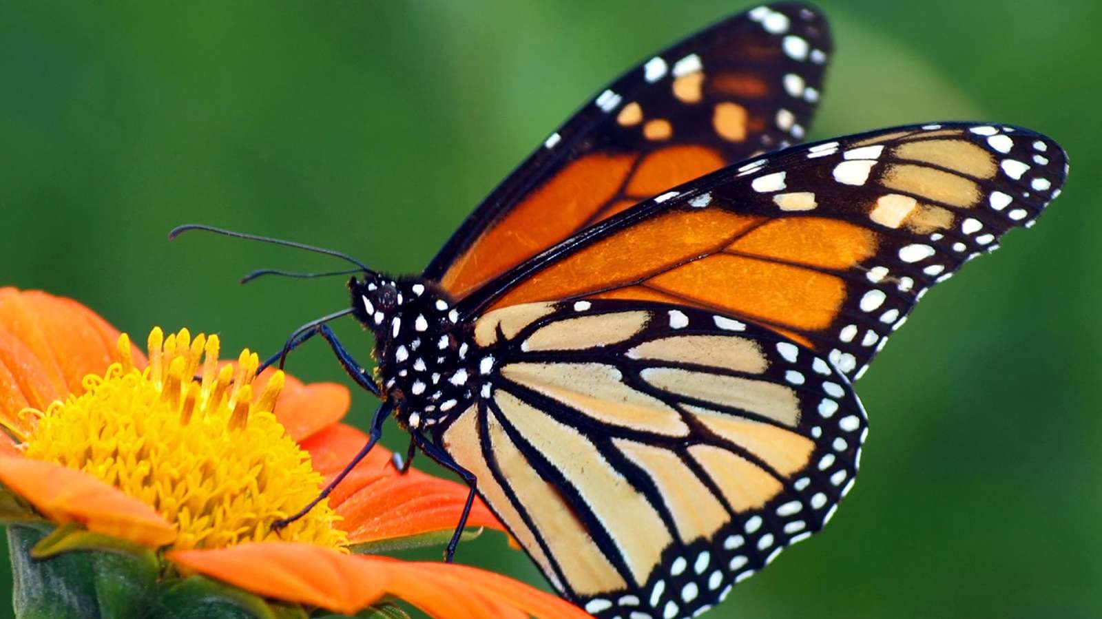 Krásný motýl online puzzle
