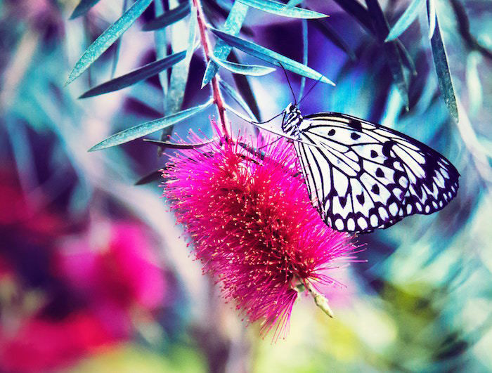 Bunter Schmetterling Puzzlespiel online