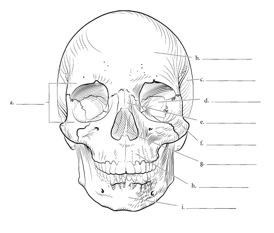 Cráneo - sistema óseo rompecabezas en línea